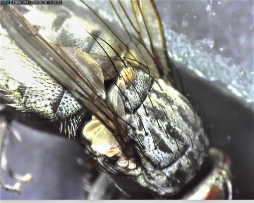 Réf. 247 696 : Muscina levida